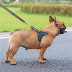 Breathable Nylon Mesh Dog Harness Adjustable Dog Harness and Leash Set Dog Accessories Pet Supplies (B L)